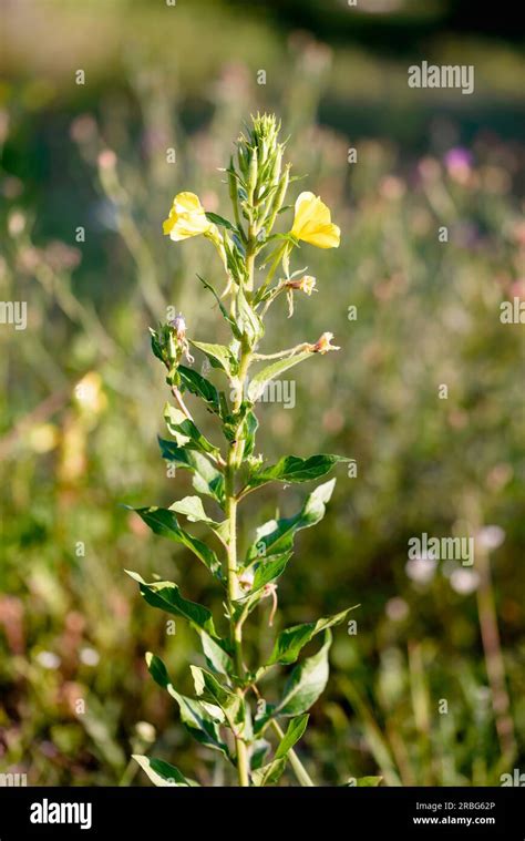 Open Yellow Flower Also Known As Common Evening Primrose Evening