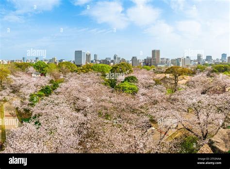 View over Fukuoka castle ruins with cherry blossom in Fukuoka, Kyushu ...