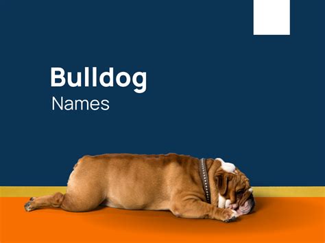 353+ Most popular Bulldog Names for Your Canine Pal