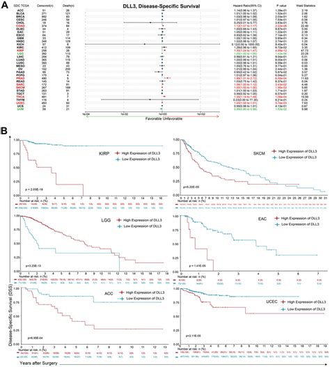 Biological And Immunological Significance Of Dll Expression In