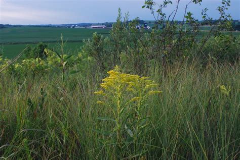 Gray Goldenrod Solidago Nemoralis On The Prairie Flickr