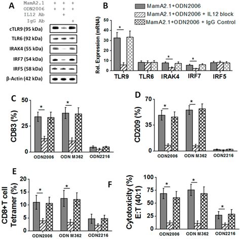 Figure 7 From Oligodeoxynucleotides Odn 2006 And M362 Exert Potent