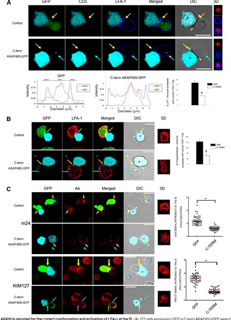 Figure From Integrin And Cd Tcr Activation Are Regulated By The