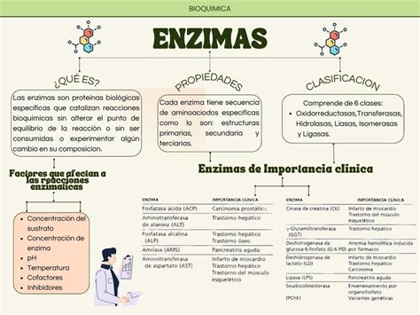 Mapa Conceptual ENZIMAS Flor Salguero UDocz