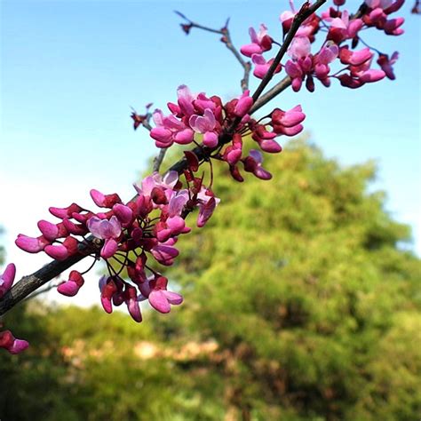 Cercis Flame Thrower Redbud Sugar Creek Gardens