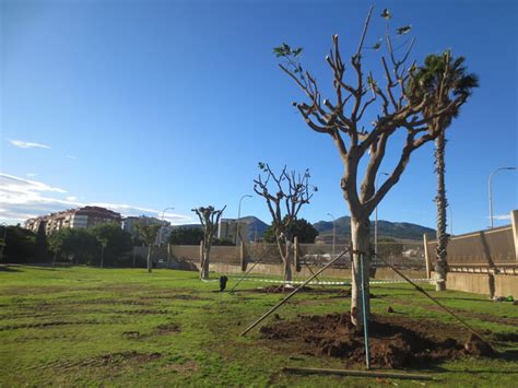 El Movimiento En Defensa Del Arbolado Cifra En Unos Los Rboles Que