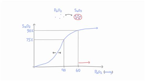 Fetal Hemoglobin Oxygen Dissociation Curve