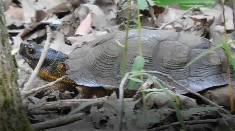 The rare wood turtle is on Michigan's endangered species list