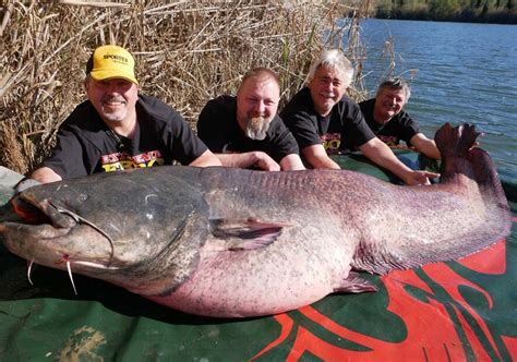 Digge Ebro Zander und Welse im März Extreme Ebrofishing