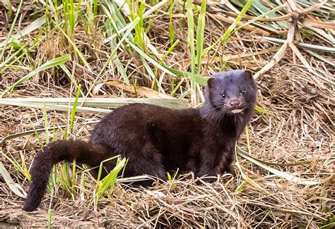 4b Wild Mink Lincolnshire Sept 2019 Paul Elliott Flickr