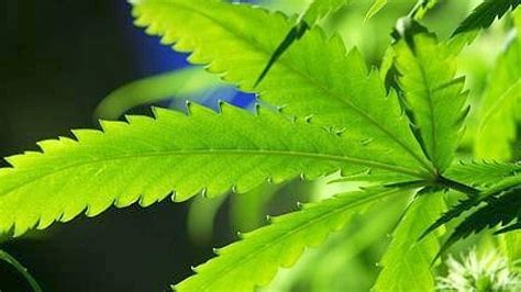 Polizei räumt große Cannabis Plantage mit mehr als 500 Pflanzen aus