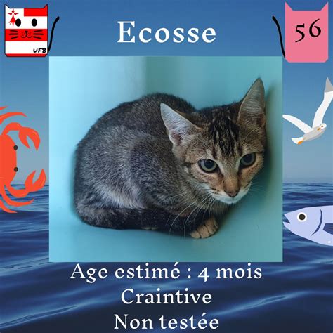 séléné on Twitter RT Line2319Line SOS URGENCE ADOPTION