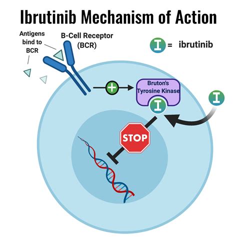 Ibrutinib Mechanism Of Action