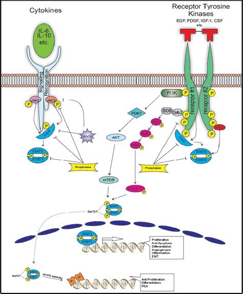 Figure From The Multifaceted Roles Of Stat Signaling In The