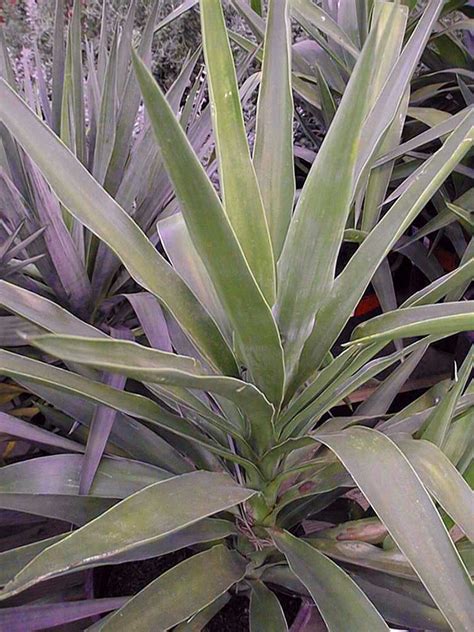 Spanish Dagger Yucca Gloriosa