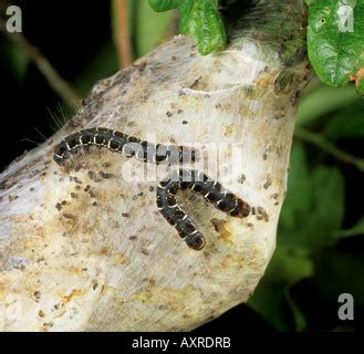 Caterpillar Larvae Of Small Eggar Moth Eriogaster Lanestris Living