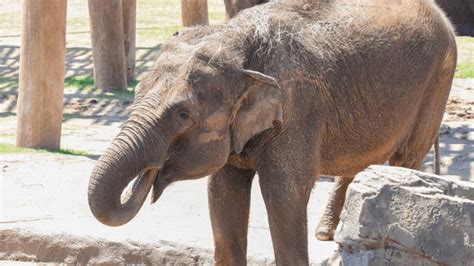 Former Seattle elephant Bamboo euthanized at Oklahoma City Zoo