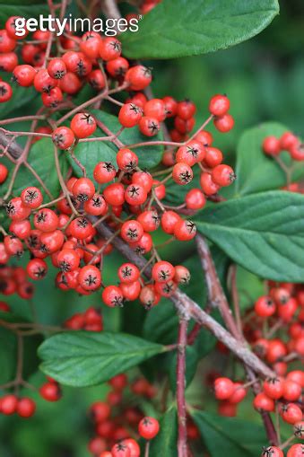 Cotoneaster lacteus bush with many red berries 이미지 1282988178 게티이미지뱅크