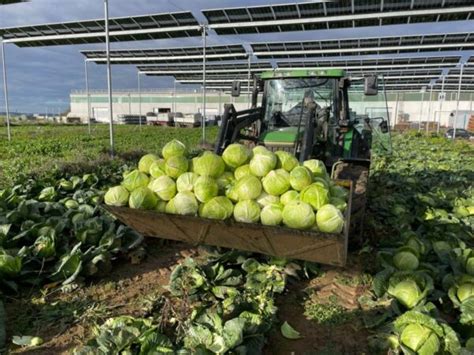 Un consorcio europeo busca agilizar el diseño agrovoltaico pv