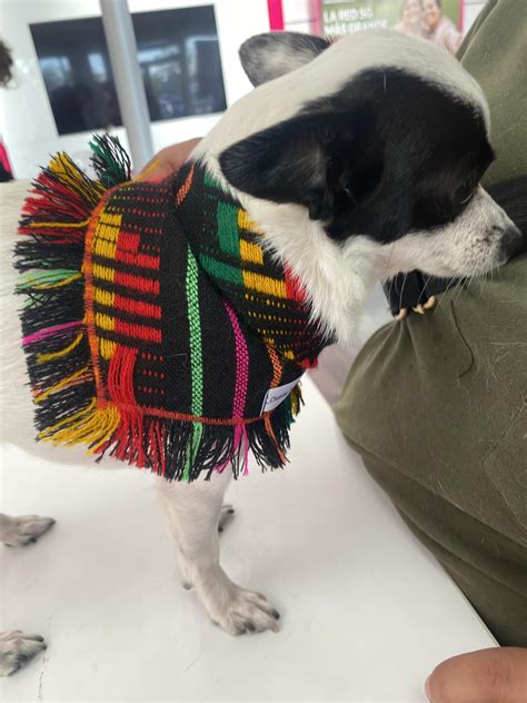 Roast Her Goofy Ass To Ashes R Roastmypet