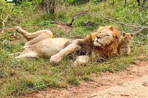 Watch: Lion cub sneaks up on sleeping dad