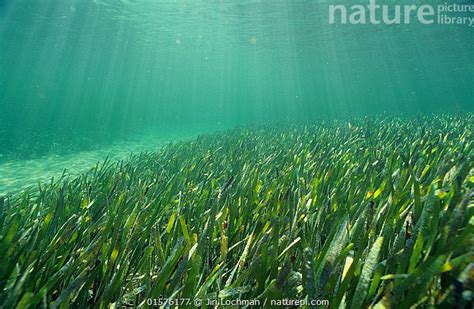 Stock photo of Ribbon grass (Posidonia australis), Shark Bay UNESCO