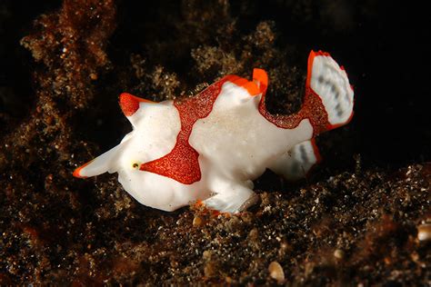 Amazing Underwater Creatures I Photographed While Diving In Indonesia ...