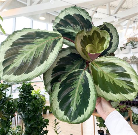 Calathea Roseopicta Marion Botaniful