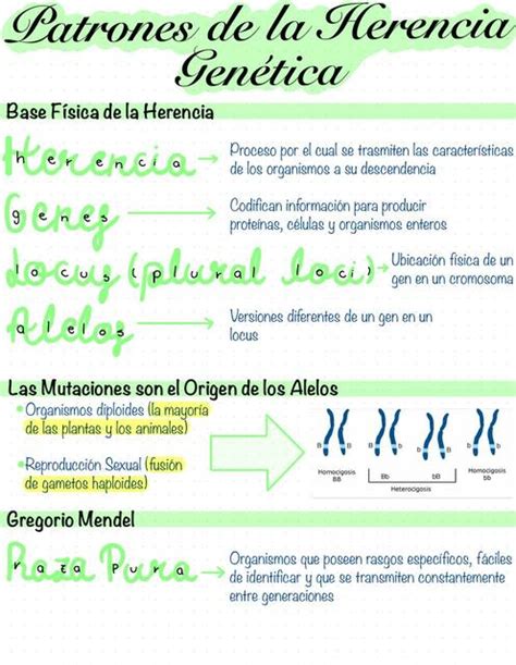 Patrones de la Herencia Genética uDocz