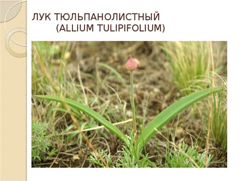 Семейство луковые