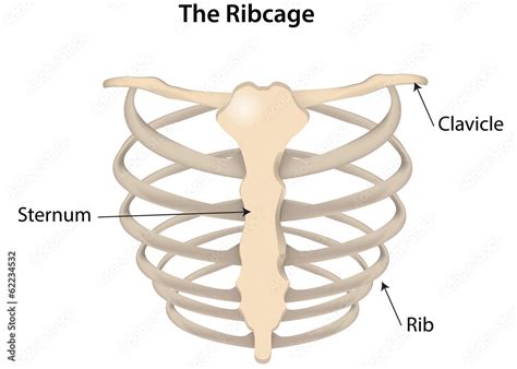 The Rib Cage Labeled Diagram Stock Illustration | Adobe Stock