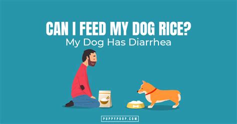 Can Rice Cause Diarrhea In Dogs