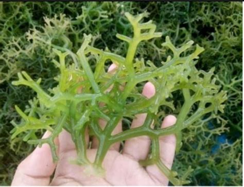 RUMPUT LAUT Eucheuma cottonii SEBAGAI ANTIOKSIDAN ALAMI - Fakultas ...