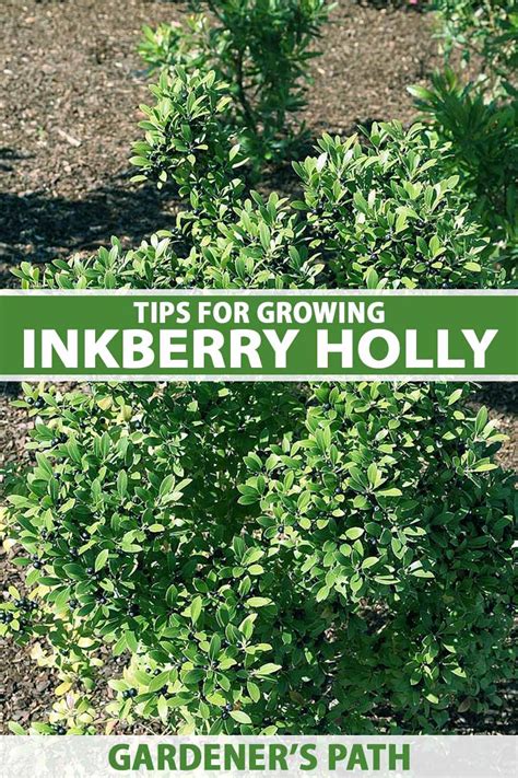 9 Tips For Growing Inkberry Holly Make House Cool