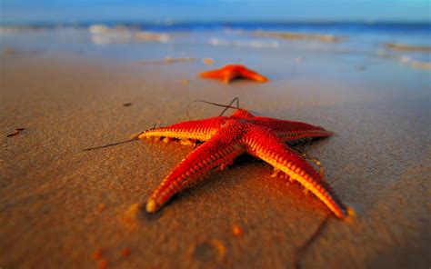 Starfish Wallpapers - Top Free Starfish Backgrounds - WallpaperAccess