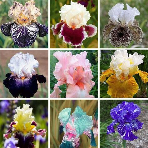 🤩Multiple varieties of iris bulbs🌱🌱Perennial iris