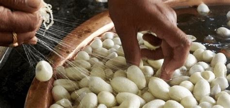 Из чего получают шелковые нити кратко