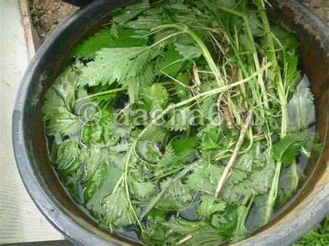 Крапивный настой – отличное зеленое удобрение для большинства культур ...