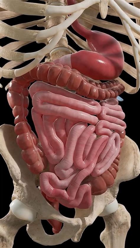 human internal anatomy body anatomy digestive system anatomy