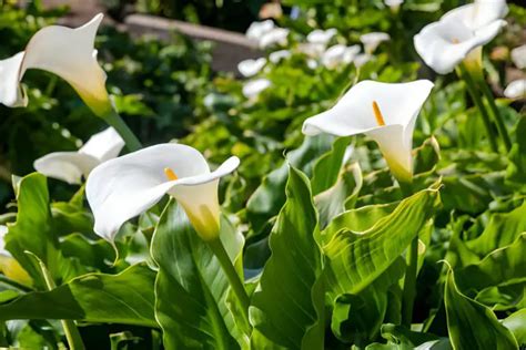 Arum Lily: Guide on Caring and Growing - Beauty & Lifestyle