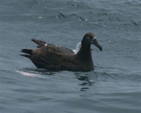 Black Footed Albatross X Peterschneekloth Flickr