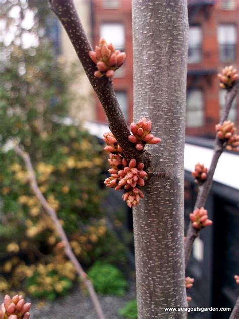 Cercis Canadensis Pauline Lily Sea Goats Garden