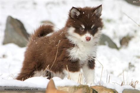 Помски, Pomsky, Pomski | Помски, Собачки, Породы собак