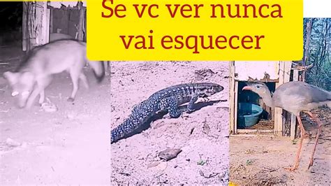 video dos animais selvagens teiú lagarto raposa siriema do canal vida