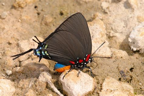 Hairstreak Butterfly Pictures