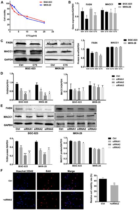 Fasn Inhibition Attenuates Proliferation In Gc Cell Lines Without Macc