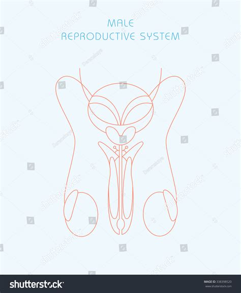 Diagram Male Reproductive System Stock Vector (Royalty Free) 338398520 ...