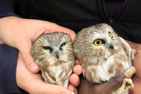 Northern Saw Whet Owl Banding Station – Adirondack Raptors