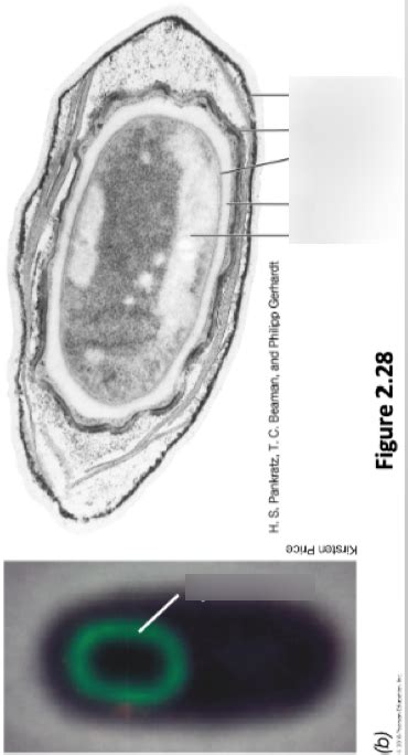 Structure Of Bacterial Spore Diagram Quizlet