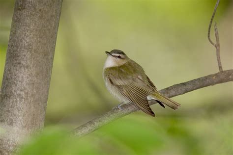 Red Eyed Vireo Vireo Olivaceus Boreal Songbird Initiative